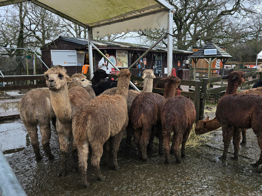 Lucky Tails Alpaca Farm-Atherstone必去景点