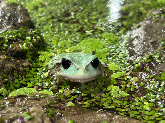 Wikiri Sapoparque-基多必去景点