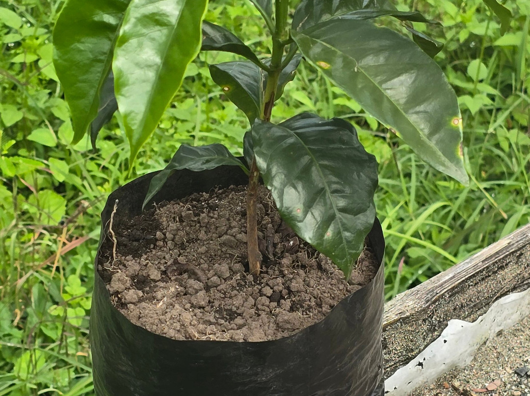 El Recuerdo Finca Cafetera Tradicional-萨伦托必去景点