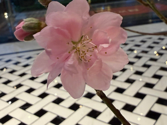 Wyndham Garden Hanoi主图