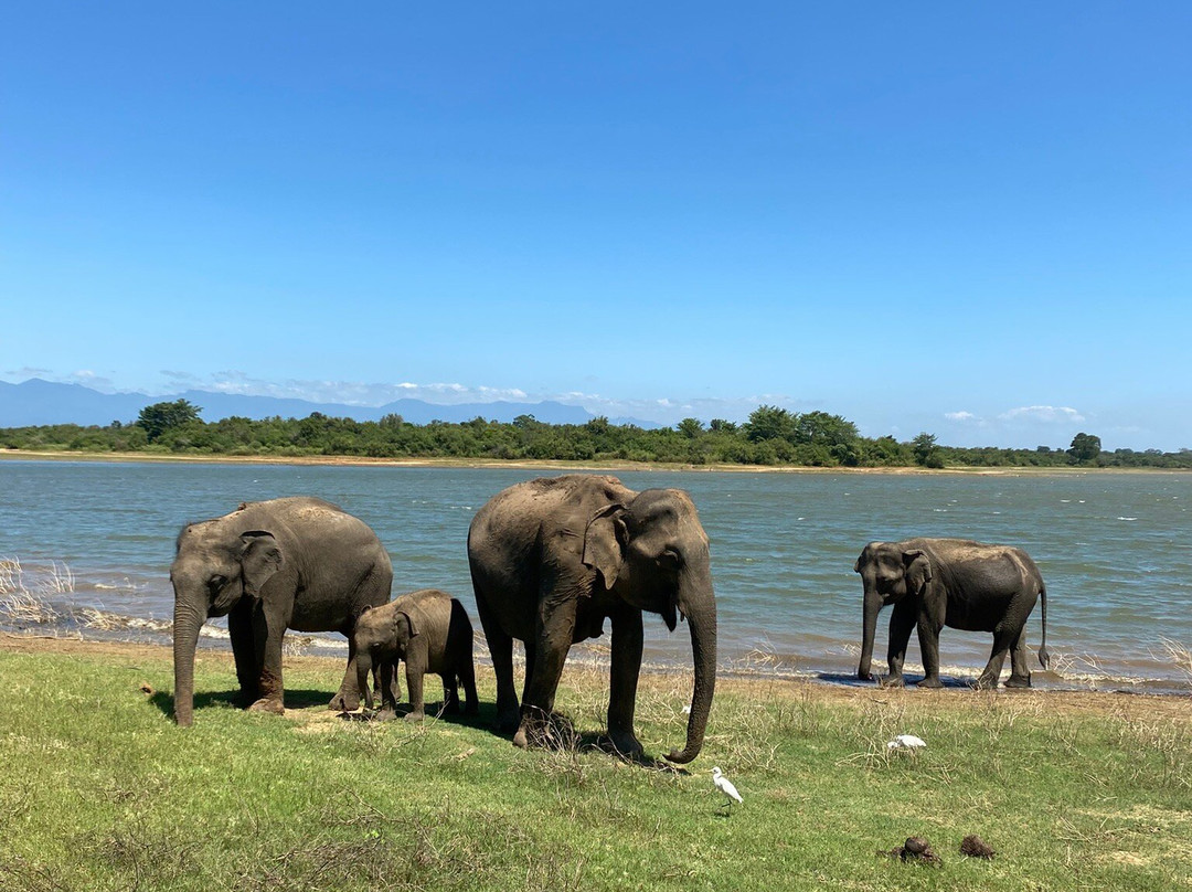 Udawalawe Safari With Sujee-乌达瓦拉瓦必去景点