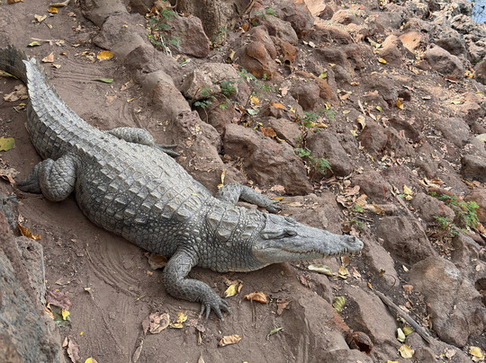 Kachikally Crocodile Pool-Bakau必去景点