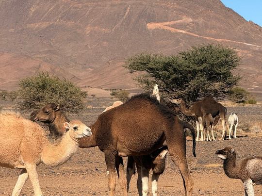 Desert Excursion Morocco-丹吉尔必去景点
