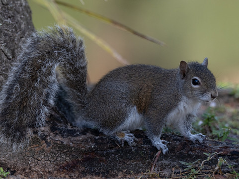 White City Park-匹尔斯堡必去景点