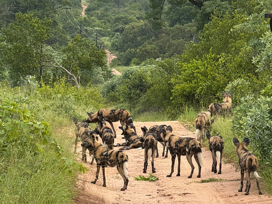 SAFARI.COM-开普敦中心区必去景点