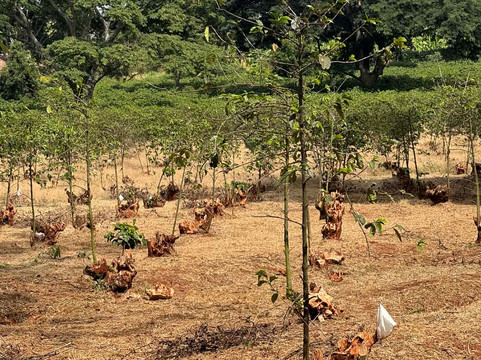 Fairview Coffee Estate-内罗毕必去景点