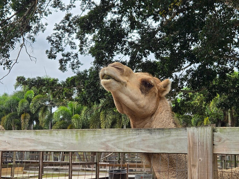 Animal EDventure Park & Safari-博因顿海滩必去景点