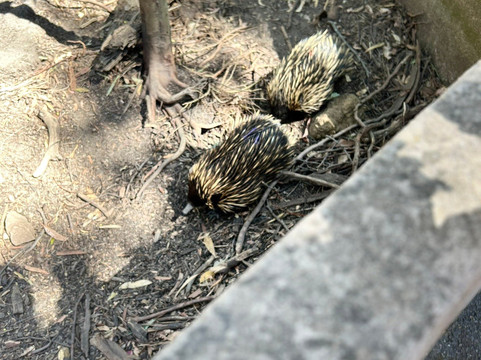 Cleland Conservation Park-阿德莱德必去景点