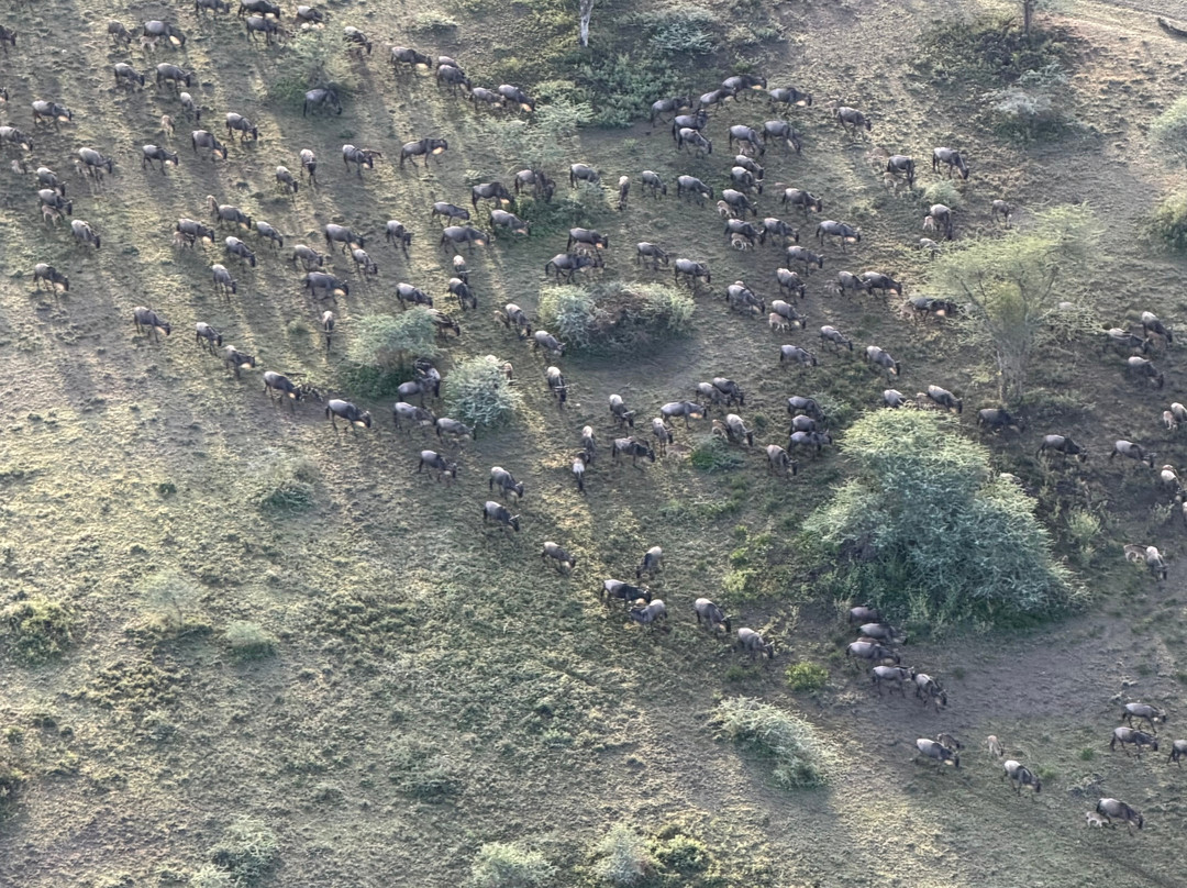 Nyssa Balloon Safaris-Seronera必去景点