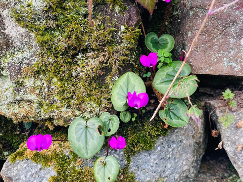 Minta Travel Design-Ardesen必去景点