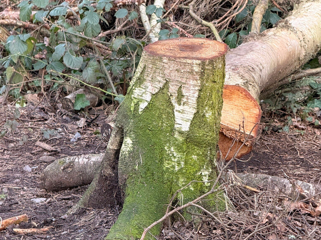 Englemere Pond-Ascot必去景点