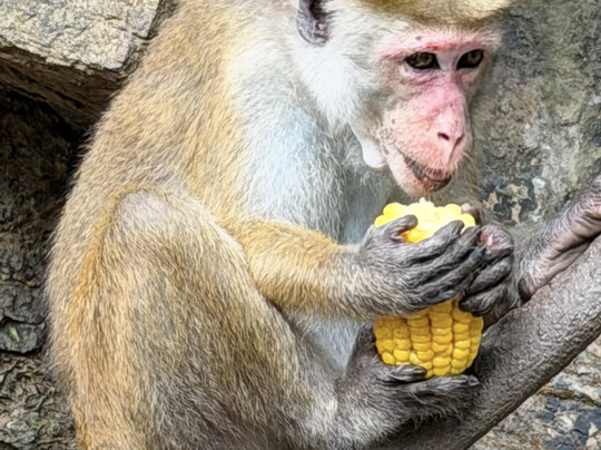 Travo Lanka Tours & Travels-卡图纳耶克必去景点