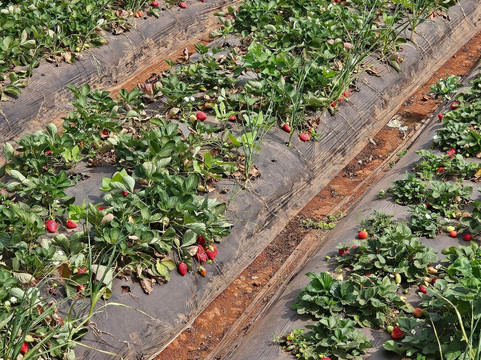 Mapro Garden-马哈巴勒什瓦必去景点