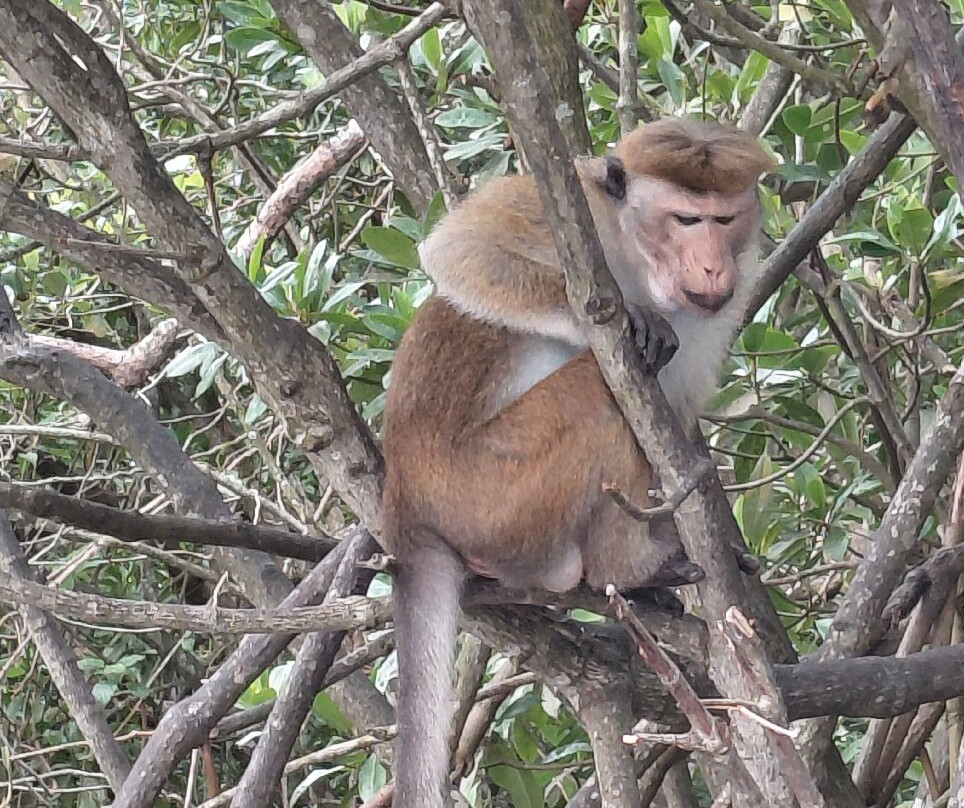 Boat Safari At Koggala Lake No 07-克拉必去景点
