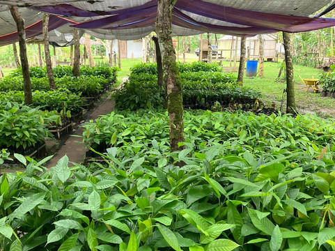 Bohol Chocolate Farm-Sagbayan必去景点