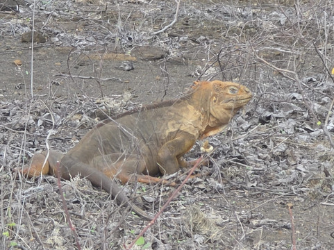 Columbus Travel-基多必去景点