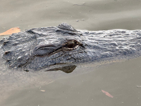 Louisiana Tour Company-Crown Point必去景点