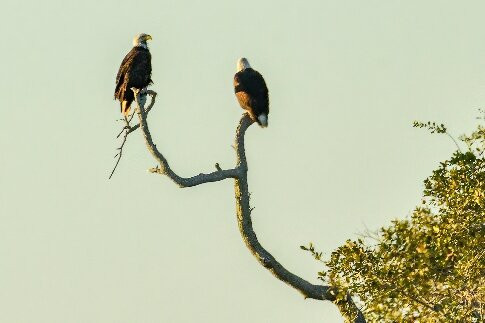 Aransas National Wildlife Refuge-Austwell必去景点