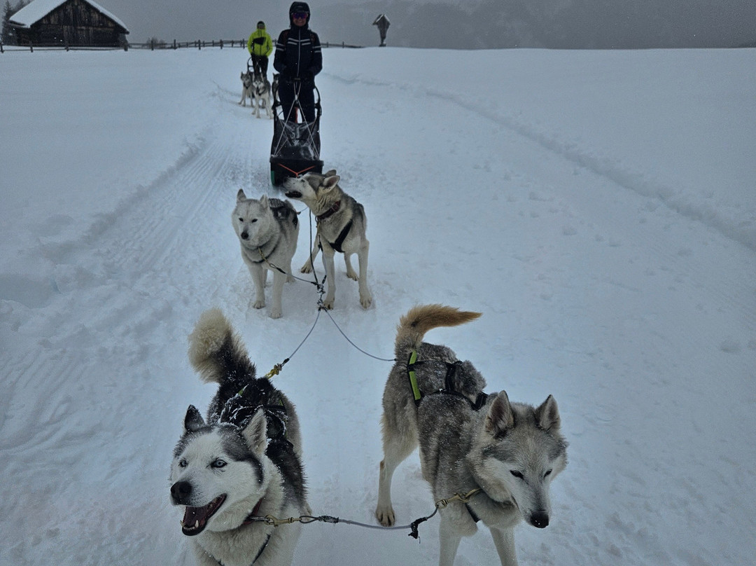 Huskysleddog-San Martino in Badia必去景点