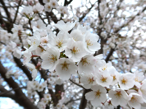 Ibuki Park-仓吉市必去景点