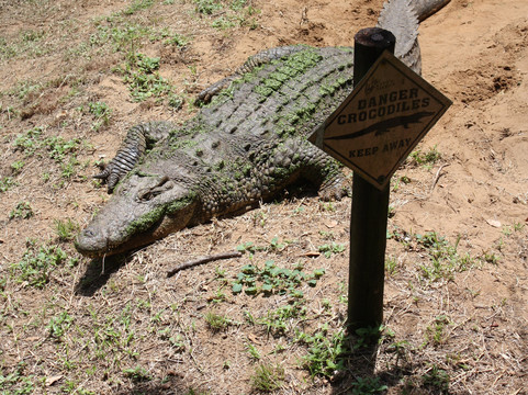 Crocodile Centre St Lucia-圣露西亚必去景点