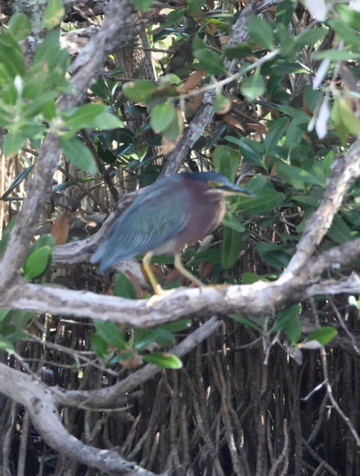 Merritt Island National Wildlife Refuge-Merritt Island必去景点