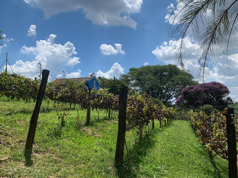Vinícola Ifanger-维涅杜必去景点