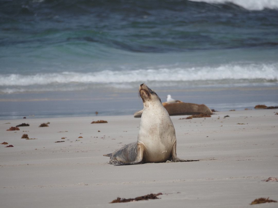 Australian Air Safaris-Moorabbin必去景点