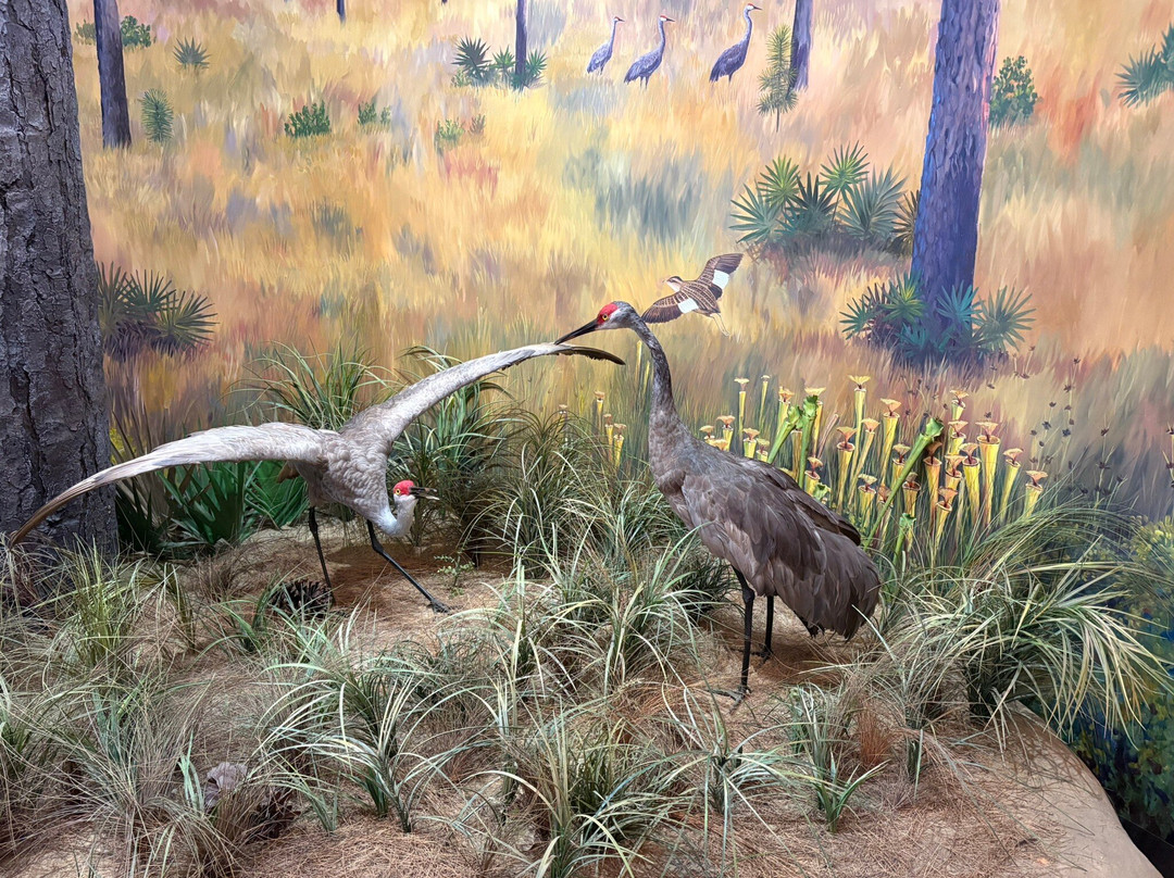 Mississippi Sandhill Crane National Wildlife Refuge-Gautier必去景点