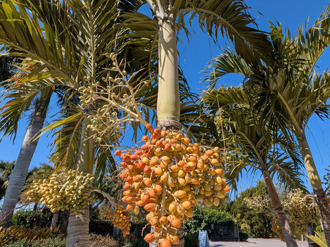 Peace River Botanical & Sculpture Gardens-蓬塔戈尔达必去景点