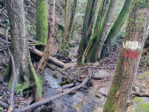 Chiesa di Santa Maria Assunta-芬奇必去景点