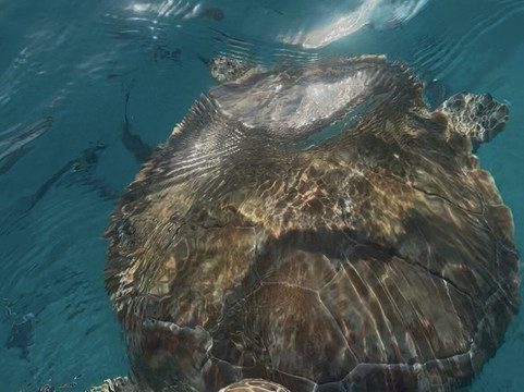 Next Level Charters Cayman-Camana Bay必去景点