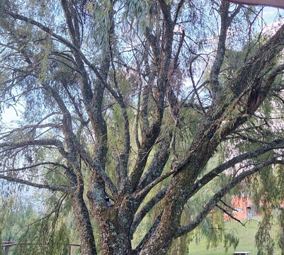 Villa Francioni-Sao Joaquim必去景点