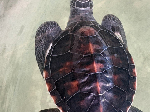 Ahungalla Sea Turtles Conservation And Research Center-亚洪加拉必去景点