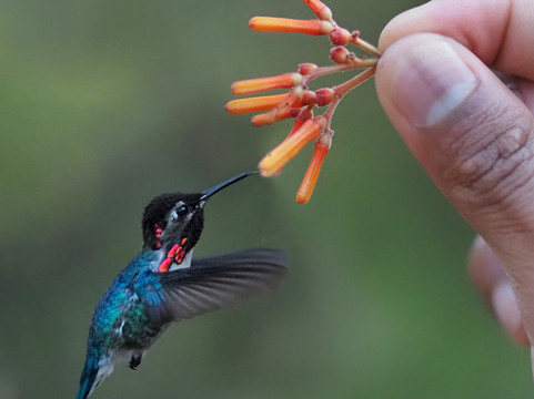 Casa Ana Birding-马坦萨斯必去景点