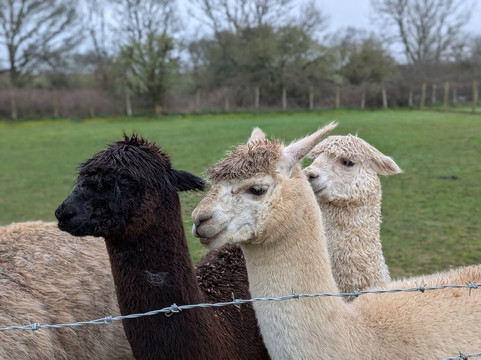Hope Farm Alpaca Rescue