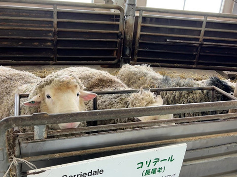 World Sheep Museum-士别市必去景点