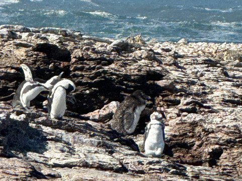 Penguin Catamaran Tours-吕德里茨必去景点