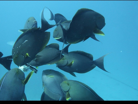 Joy Dive Maldives-萨芙莉岛必去景点