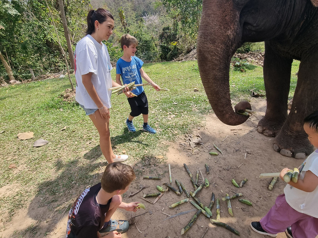 All Lao Elephant Camp-琅勃拉邦必去景点