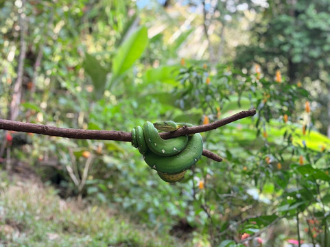 Inkamazonia Jungle Specialist-Manu必去景点