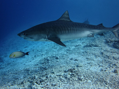 Pelagic Divers Fuvahmulah-Fuvahmulah必去景点