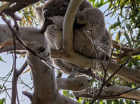 Kangaroo Island Outdoor Action-袋鼠岛必去景点