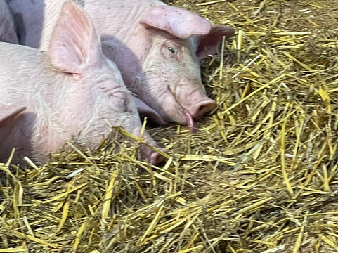 Hesketh Farm Park-斯基普顿必去景点