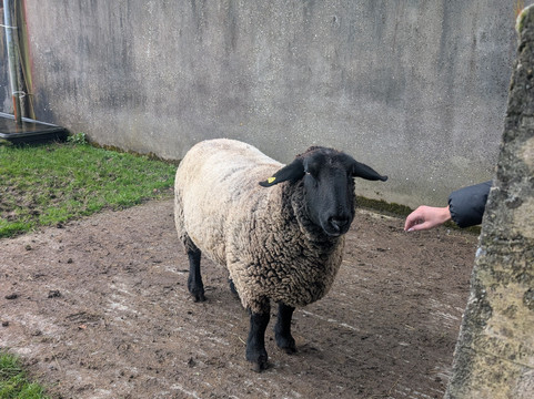 Rathbaun Farm-戈尔韦必去景点