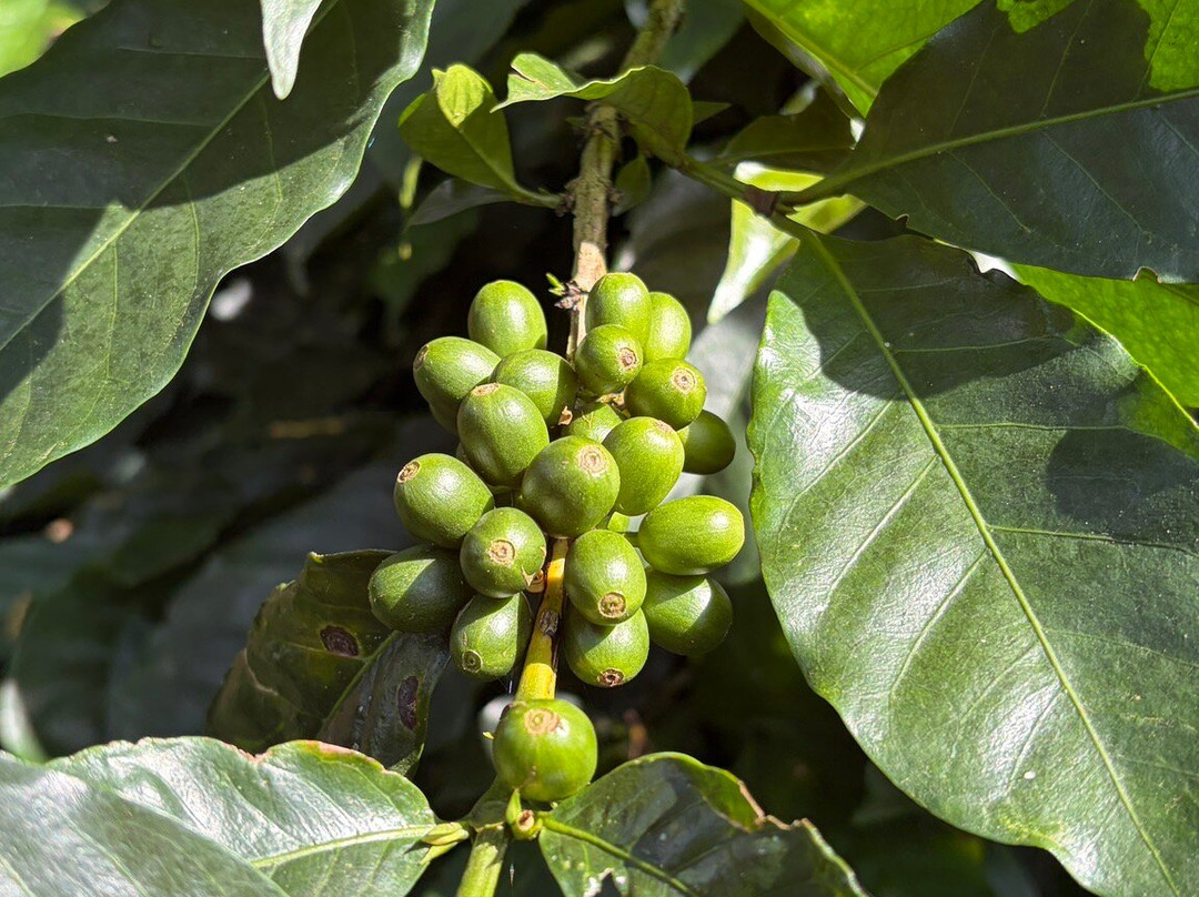 Ocaso Cafe Tour-萨伦托必去景点