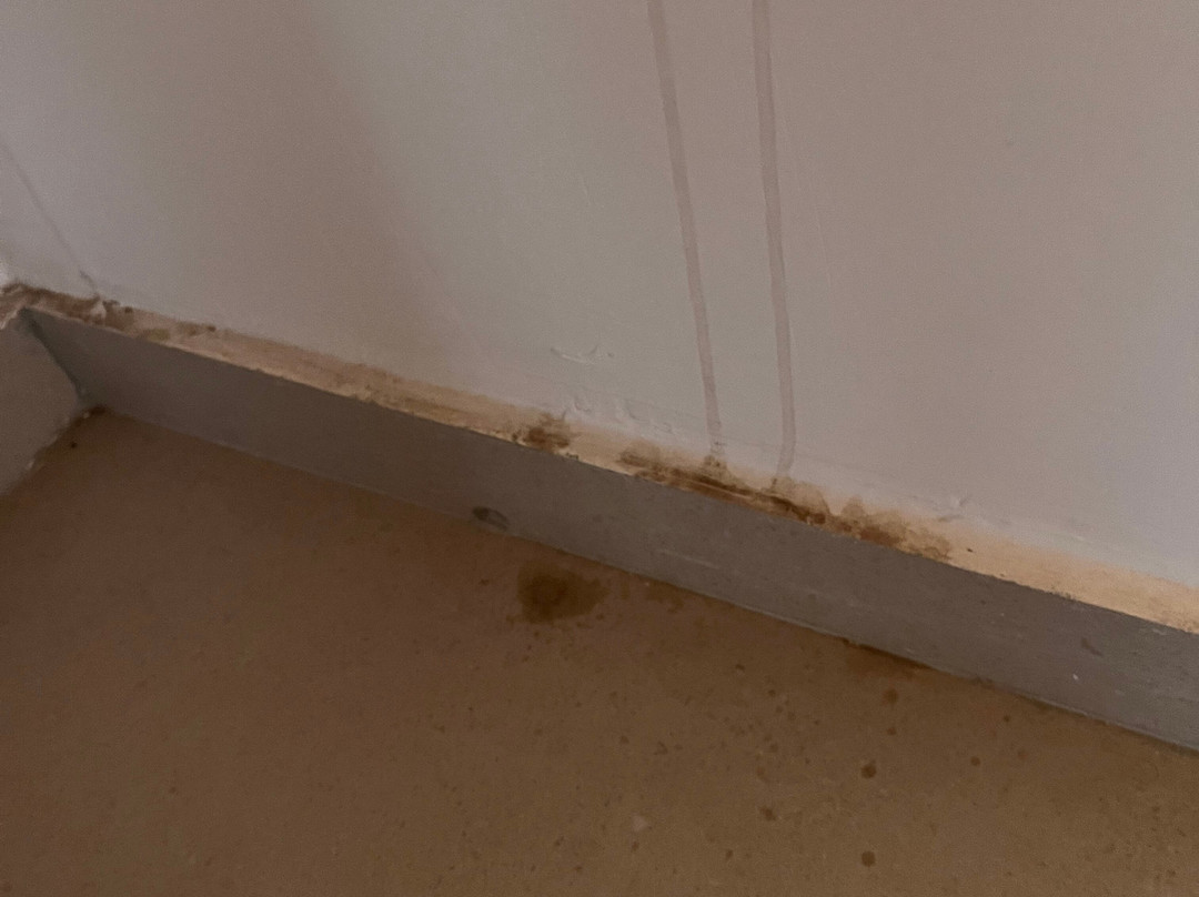 波巴布皇家地平线 - 全包式主图