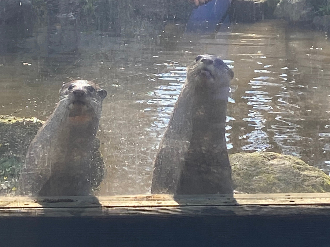 Buckfast Butterfly Farm And Dartmoor Otter Sanctuary-Buckfastleigh必去景点