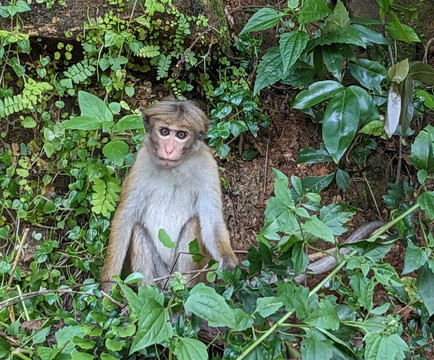 Off 2 Sri Lanka Private Tours-Piliyandala必去景点