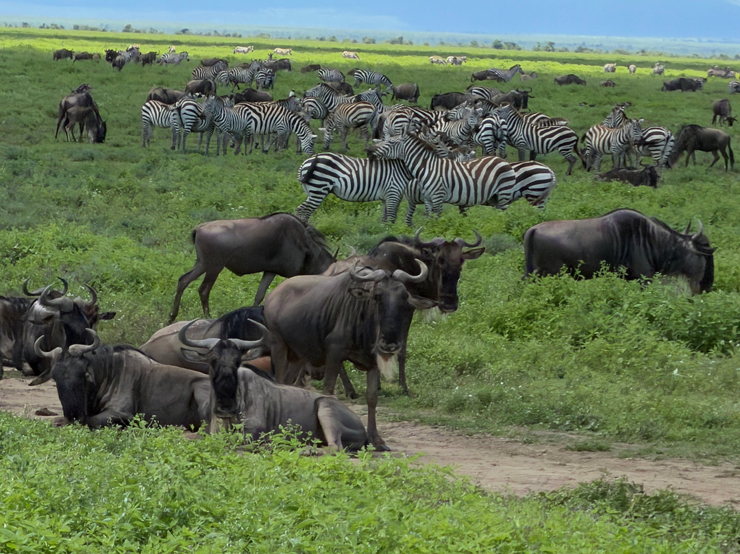 Serengeti Silence - A Tour Operator-阿鲁沙必去景点